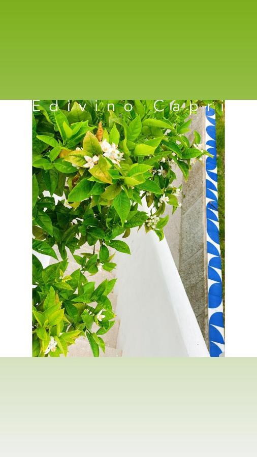 Suites Edivino Design Capri Exterior foto